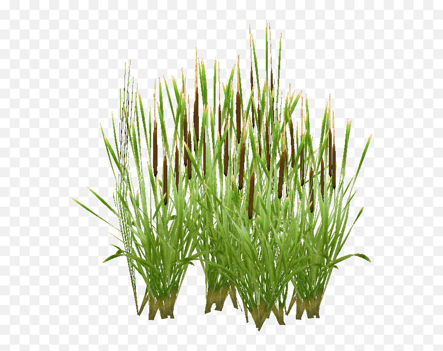 Free Transparent Plant Cat - Typha Png,Cat Tail Png