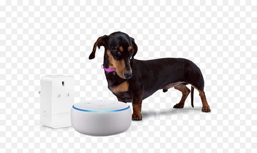 Amazon Echo Png - Amazonstanley Dachshund 608207 Vippng Dachshund,Amazon Echo Transparent Background