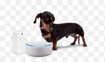 Amazon Echo Png - Amazonstanley Dachshund 608207 Vippng Dachshund,Amazon Echo Transparent Background