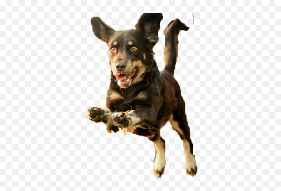 Dog Puppy Runs - Running Puppy Png Download 1024683 Dog Running Png,Running Transparent