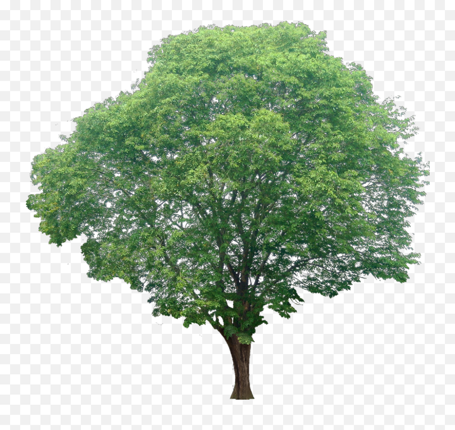 Watercolor Trees Png Picture - Section Photoshop Trees Elevation,Watercolor Tree Png