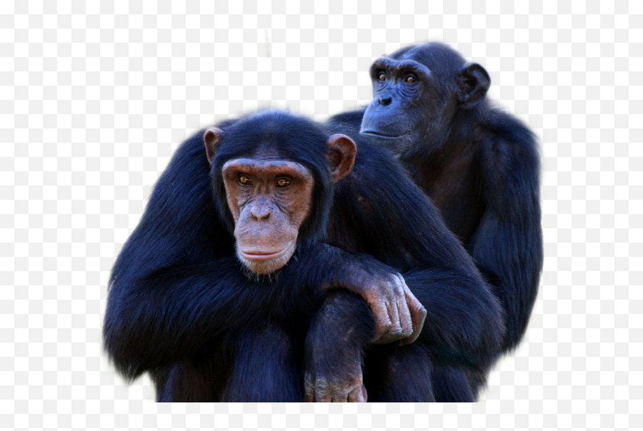 Chimpanzees Transparent Png Image With Chimpanzee