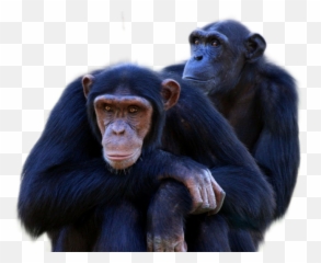 Chimpanzees Transparent Png Image With Chimpanzee