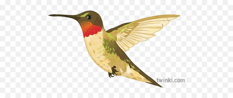 Ruby Throated Hummingbird Illustration - Twinkl Hummingbird Png,Hummingbird Png