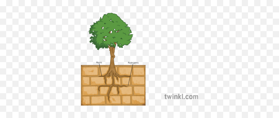 Tree Root Breaking Rock Geography Diagram Ks3 Illustration - Diagram Of Roots Breaking Rocks Png,Tree Root Png