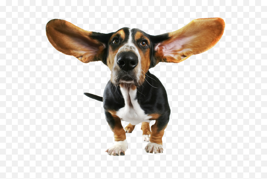 Funny Dog Transparent Png Images - We Re All Ears,Funny Dog Png