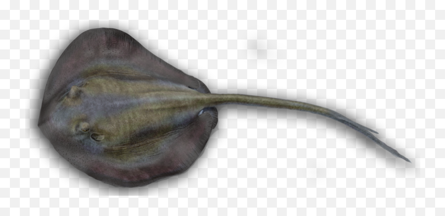 More Louisiana Fish Species - Freshwater Whipray Png,Stingray Icon