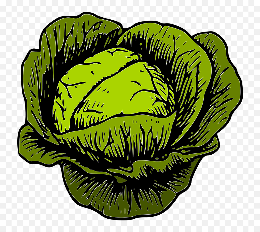 Cabbage Green Vegetable - Transparent Background Cabbage Clipart Png,Cabbage Png