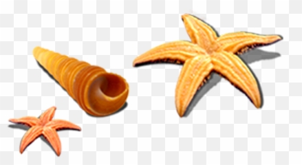 Starfish Seashell Sea Snail Seafood - Concha Png,Concha Png