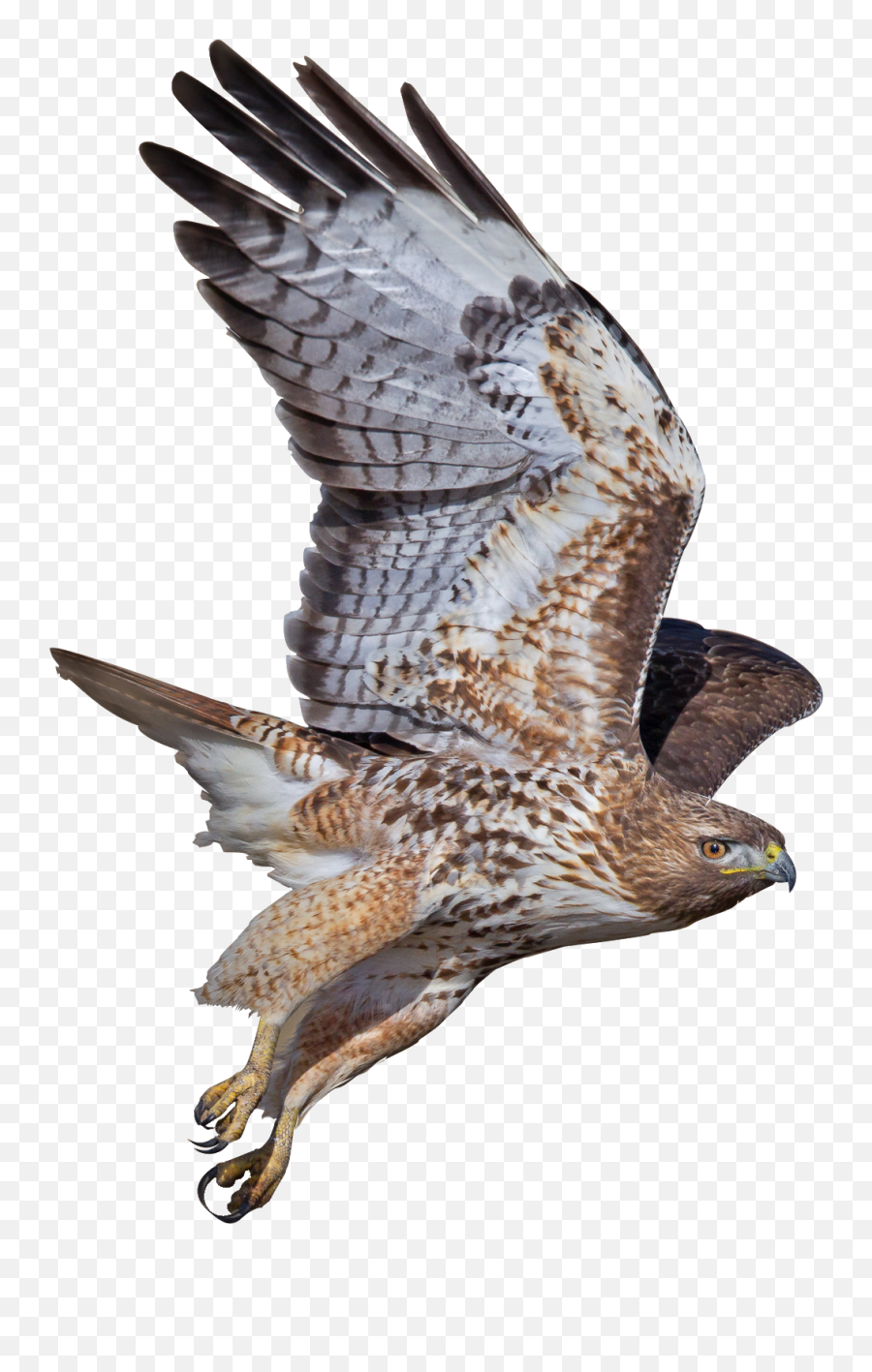 Download Peregrine Falcon Png Photos - Peregrine Falcon Diving Transparent Background,Falcon Png