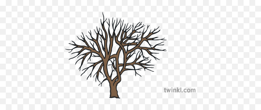 Winter Tree Illustration - Twinkl Months Of The Year In Isixhosa Png,Winter Tree Png