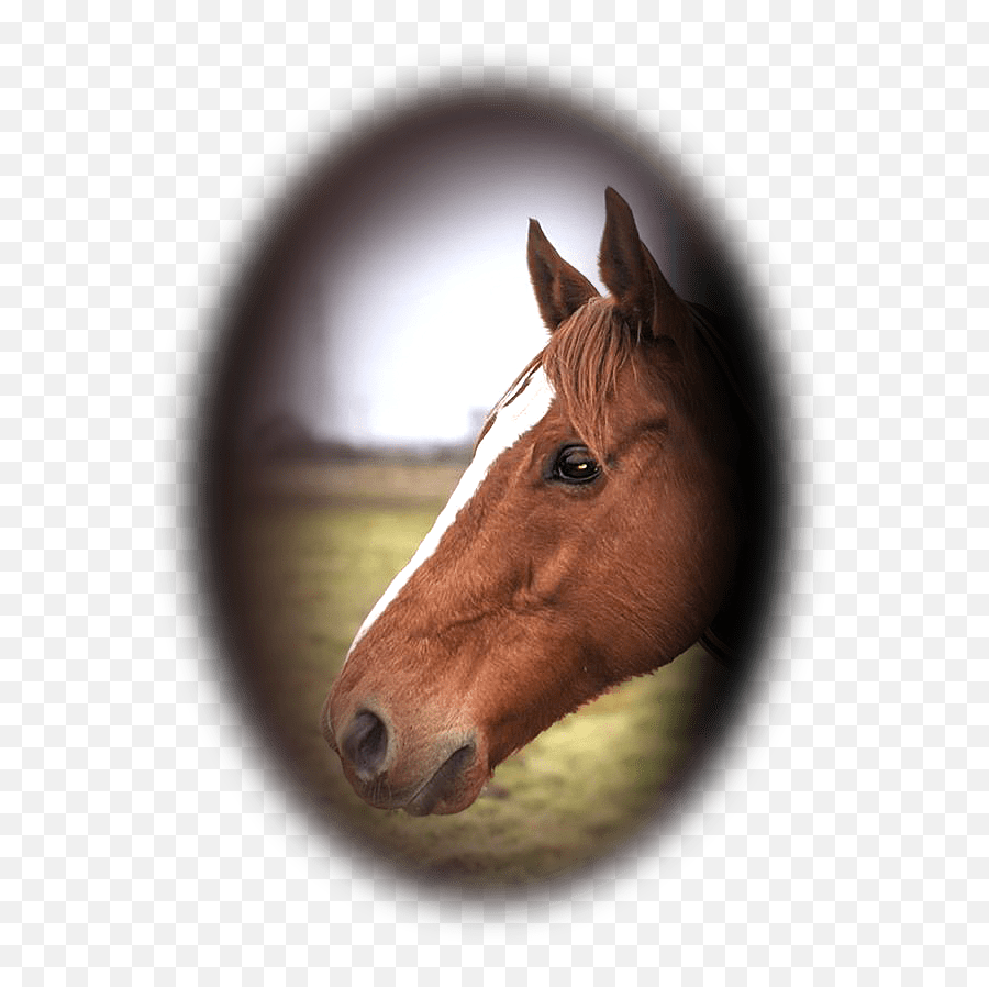Raised From The Ashes Equine Jedi - Sorrel Png,Ashes Png