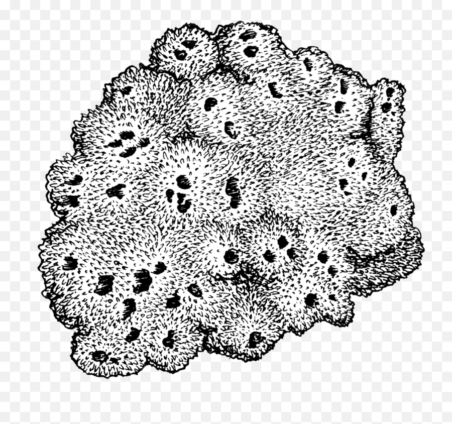 Filesponge Psfpng - Wikimedia Commons Sponges Black And White,Doily Png