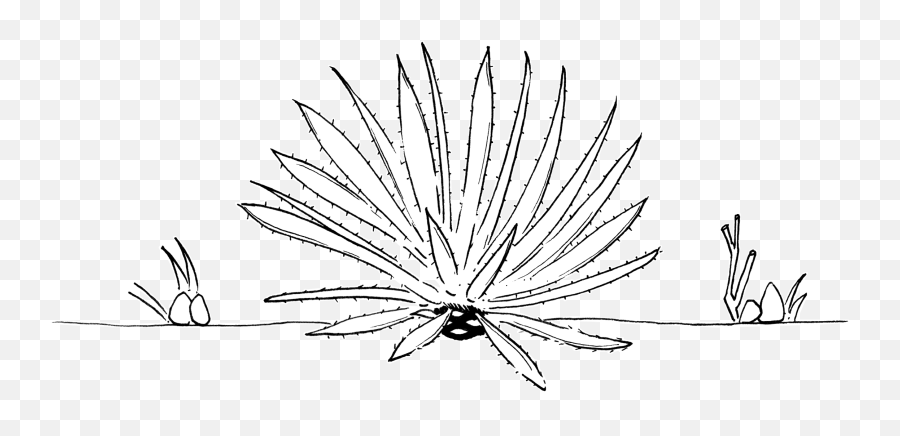 Agave Rhodacantha - Argave Line Drawing Png,Agave Png
