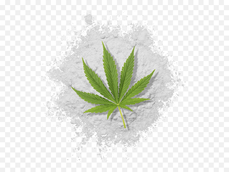 Water Soluble Thc Artisan - Illustration Png,Weed Leaf Transparent