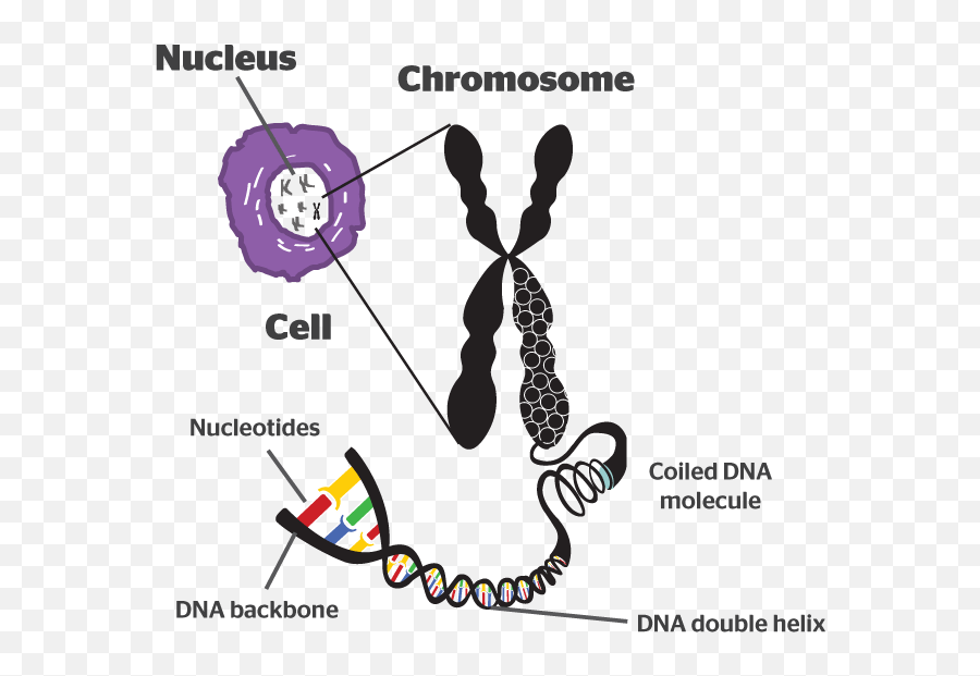 Discover What Is A Chromosome And Its Specific Function - Chromosome Diagram Class 8 Png,Chromosome Png