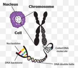 Discover What Chromosome And Its Specific Function - Diagram Class 8 png