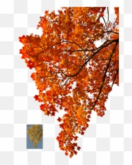 Autumn Leaves Falling Png Clipart Stock - Transparent Tree