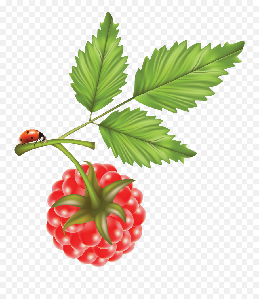 Rraspberry Png Image - Raspberry Vector Art Transparent Raspberry Leaves Vector Free,Raspberries Png