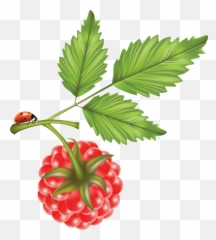 Rraspberry Png Image - Raspberry Vector Art Transparent Raspberry Leaves Vector Free,Raspberries Png