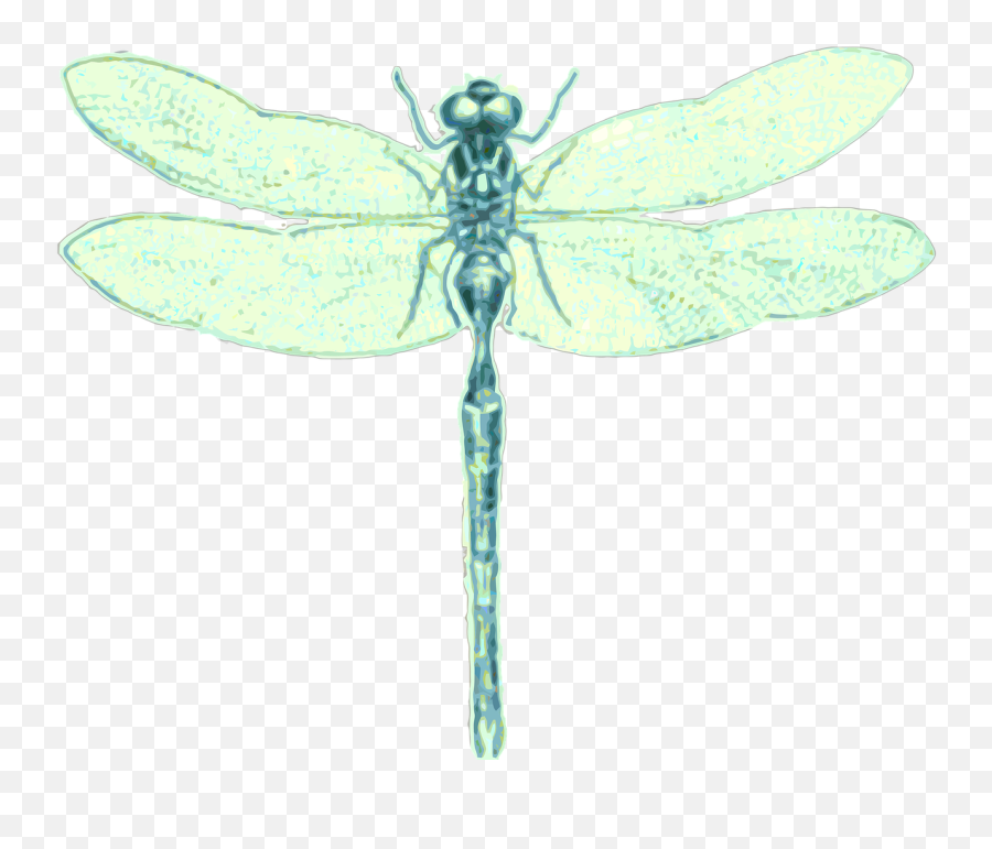 Dragonfly Order Odonata Insect - Free Image On Pixabay Dragonfly Png,Dragon Fly Png