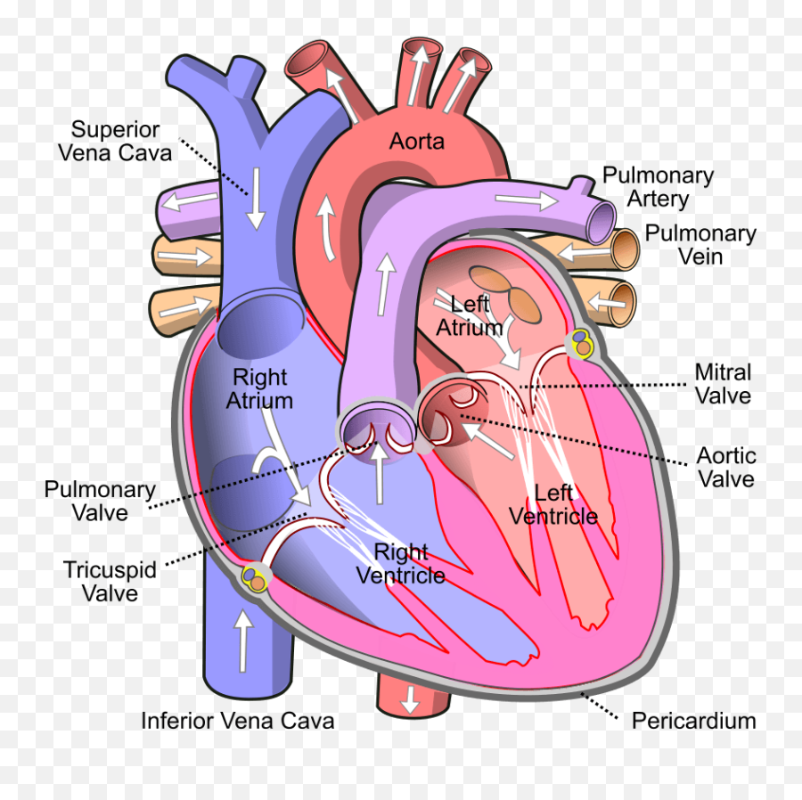 What Does The Heart Do 6 Tips For Health Fit - Human Heart Png,Lil Pump Transparent