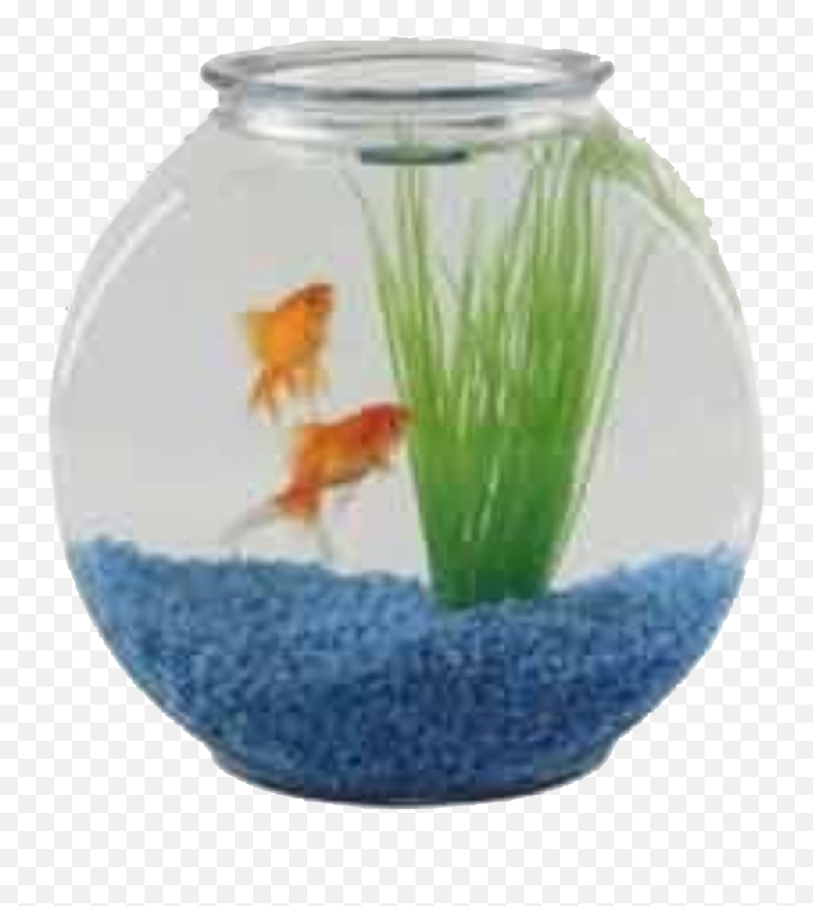 Pin - Fish Bowl Price With Fish Png,Fish Bowl Transparent Background