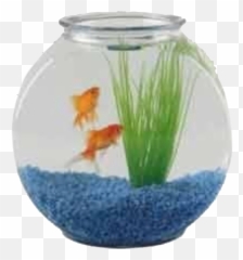 Pin - Fish Bowl Price With png