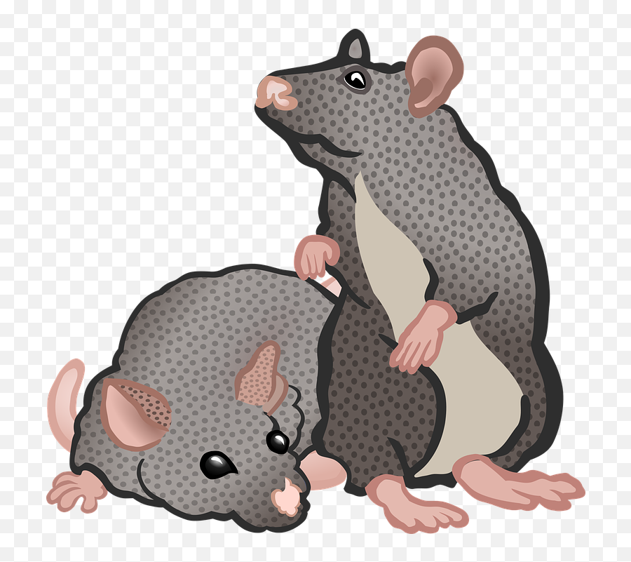 Animal Animals Education - Transparent Rat Mouse Clipart Png,Rat Transparent