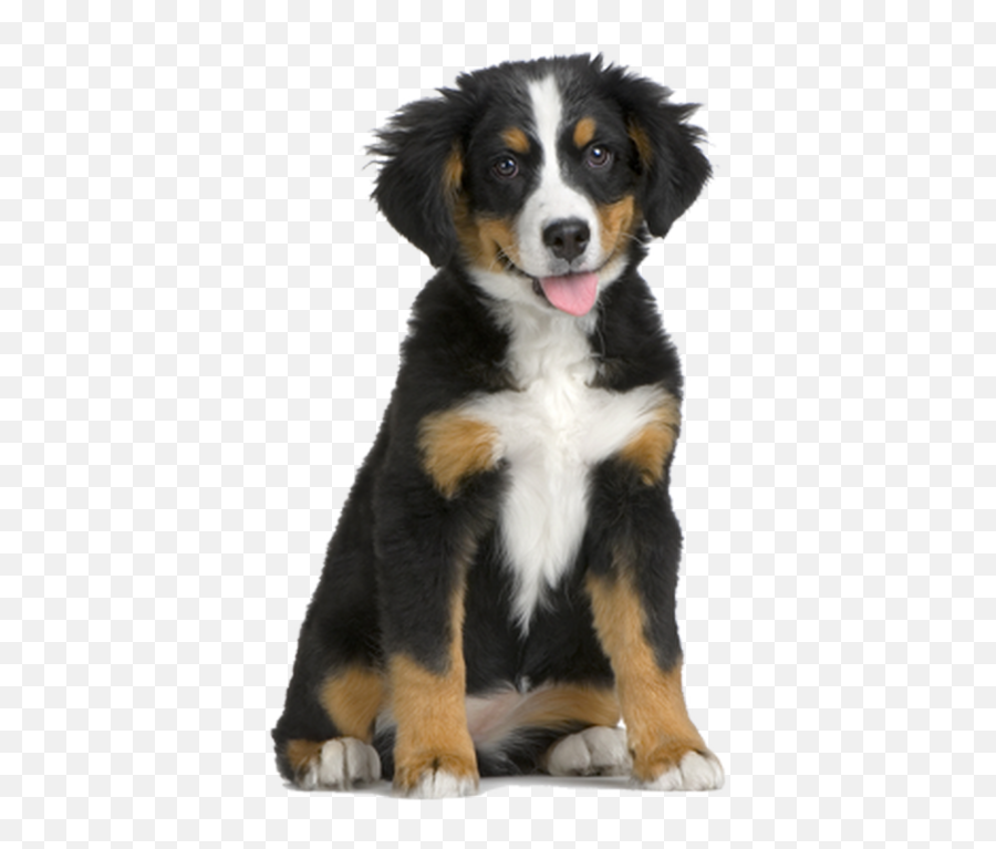 Dog Png Download For Photo Editing - Cute Puppy Dog Png Mr Groom Show Groom,Cute Dog Png
