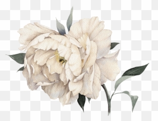 Download Pink Mademoiselle No Peony Light Perfume Coco Hq - White Flower Painting Png,Coco Png