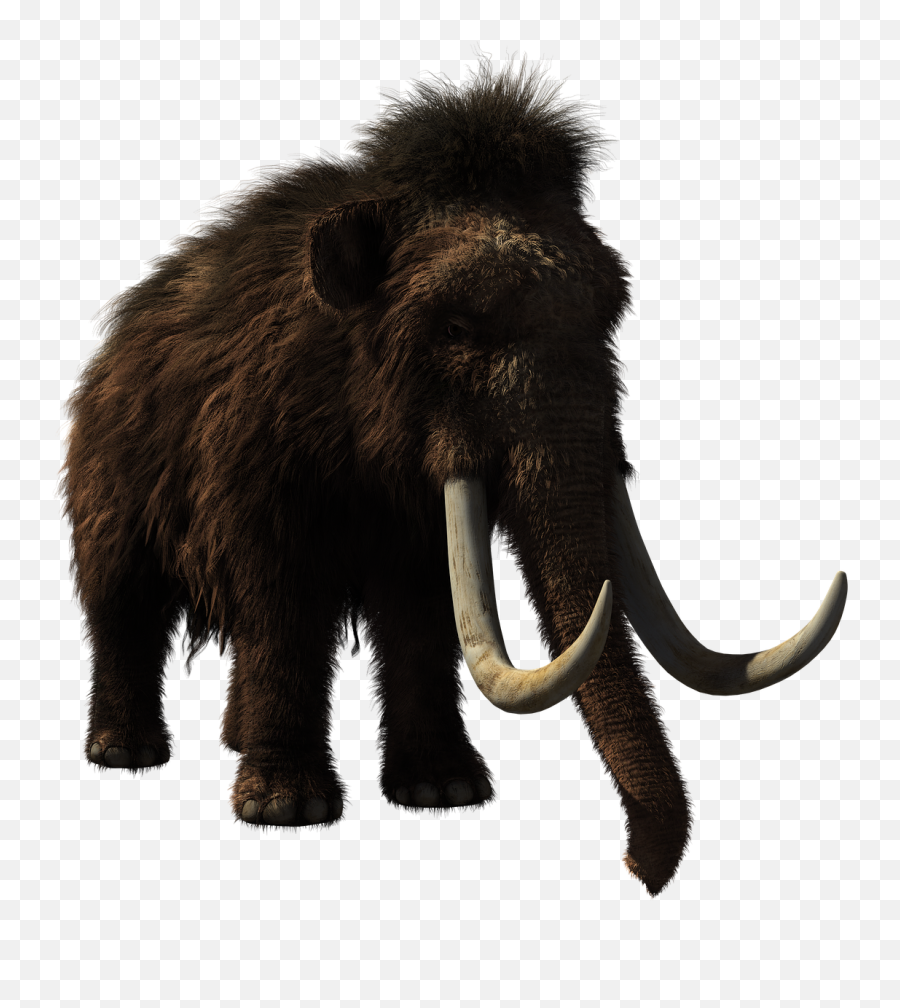 Woolly Mammoth Animal Prehistoric - Woolly Mammoth Png,Mammoth Png