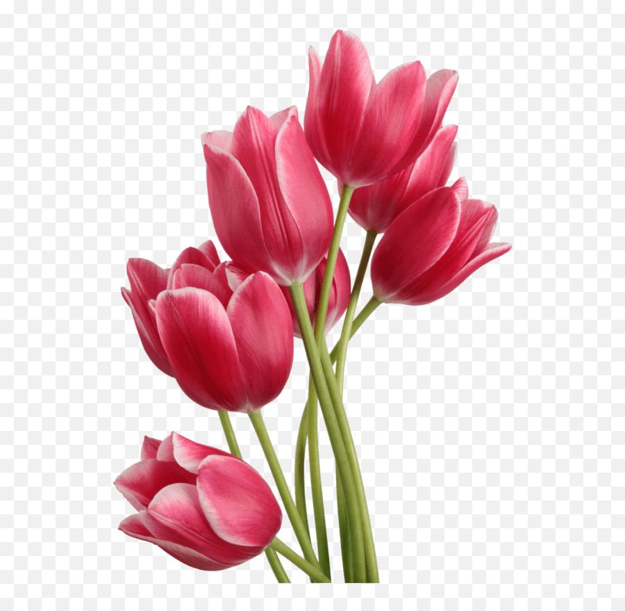 Tulip Bouquet Transparent Png - Transparent Tulips Png,Tulips Png