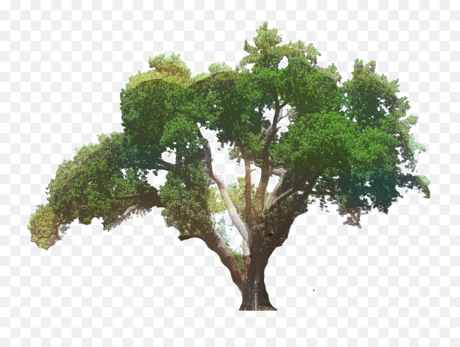 Clip Art Southern Live Oak Tree Png
