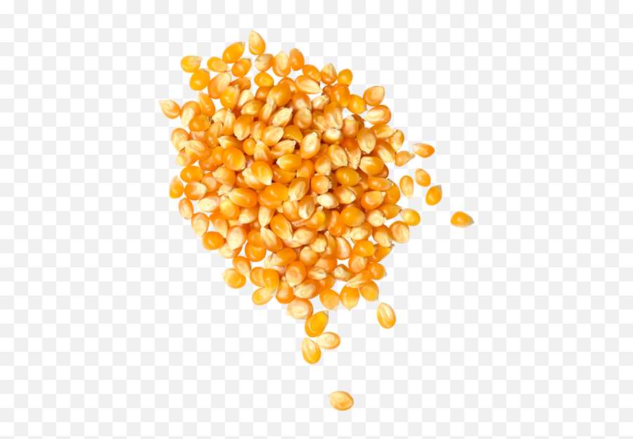 Hd Popcorn Seeds Oils - Pop Corn Seeds No Background Png,Popcorn Kernel Png