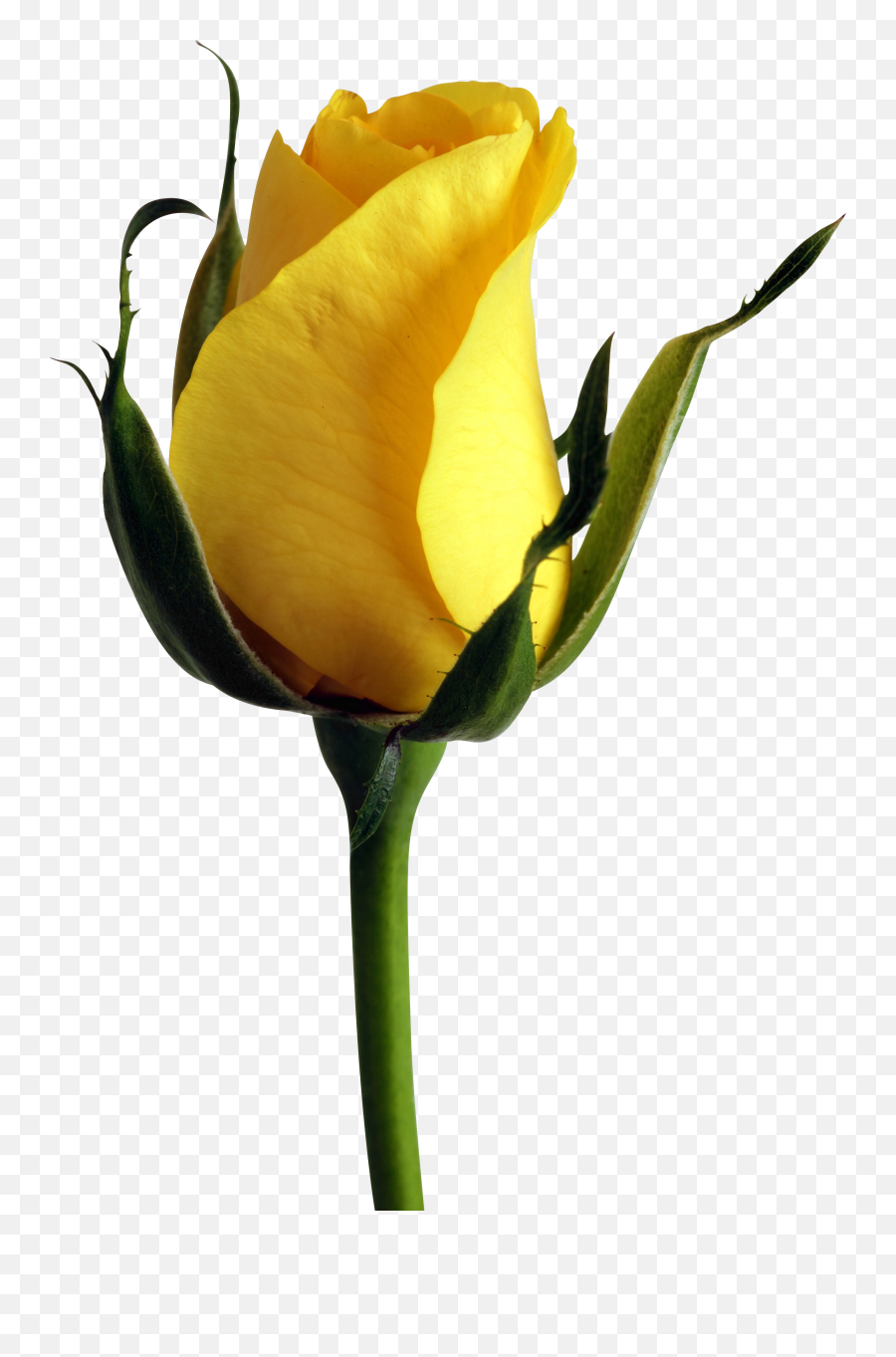 Download Free Png Yellow Rose Hd - Good Morning Gif 2019,Rose Png Hd