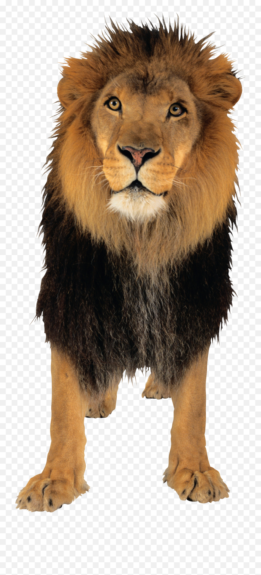 Lion Png Image - Lion Small Png,Lion Transparent