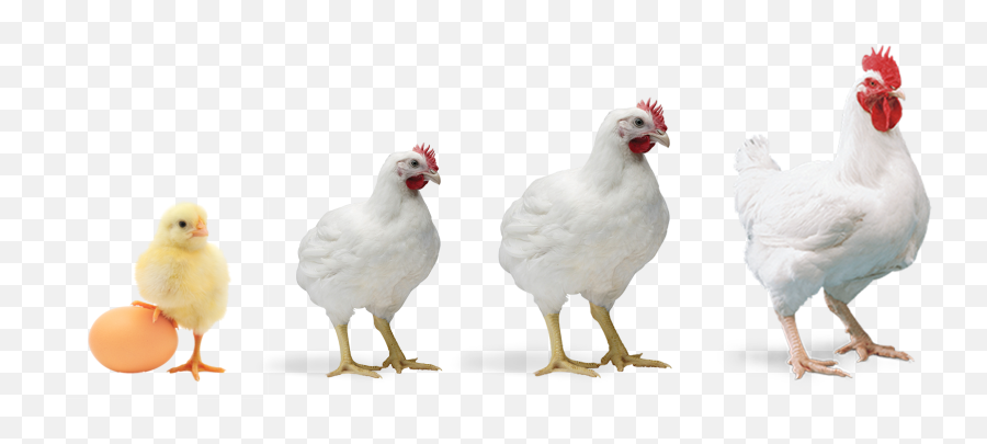Broiler Poultry Farming - Broiler Chicken Chicken Png,Chicken Png