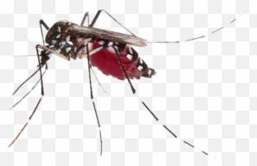 Mosquito Png Photos - Aedes Aegypti Mosquito Png,Mosquito Transparent