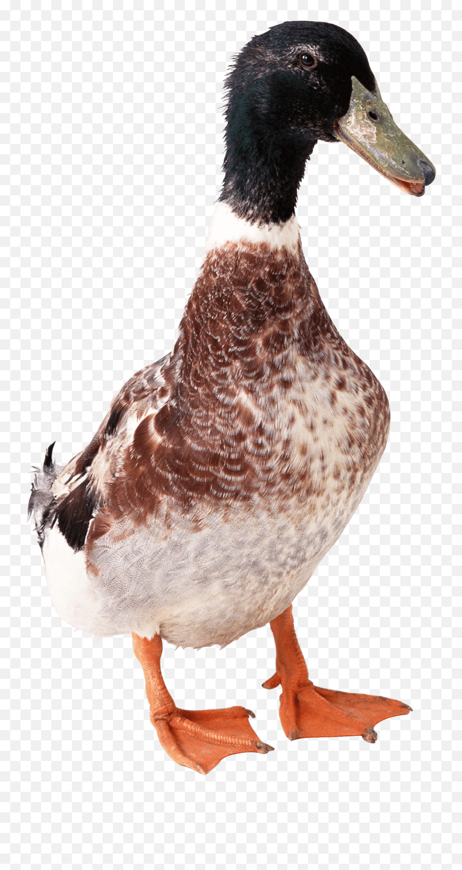 Duck Png Free Download 20 - Duck Front Png,Duck Png