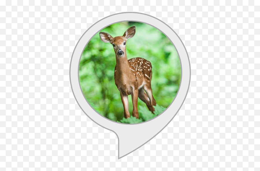 Amazoncom Deer Sounds Alexa Skills - Animal Facts Meme Deer Png,Dearest Deer Icon