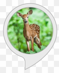 Amazoncom Deer Sounds Alexa Skills - Animal Facts Meme png