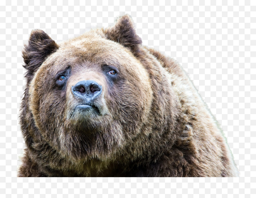 Standing Bear Png - Sad Looking Bear Bears Making Funny Funny Bear,Sad Transparent