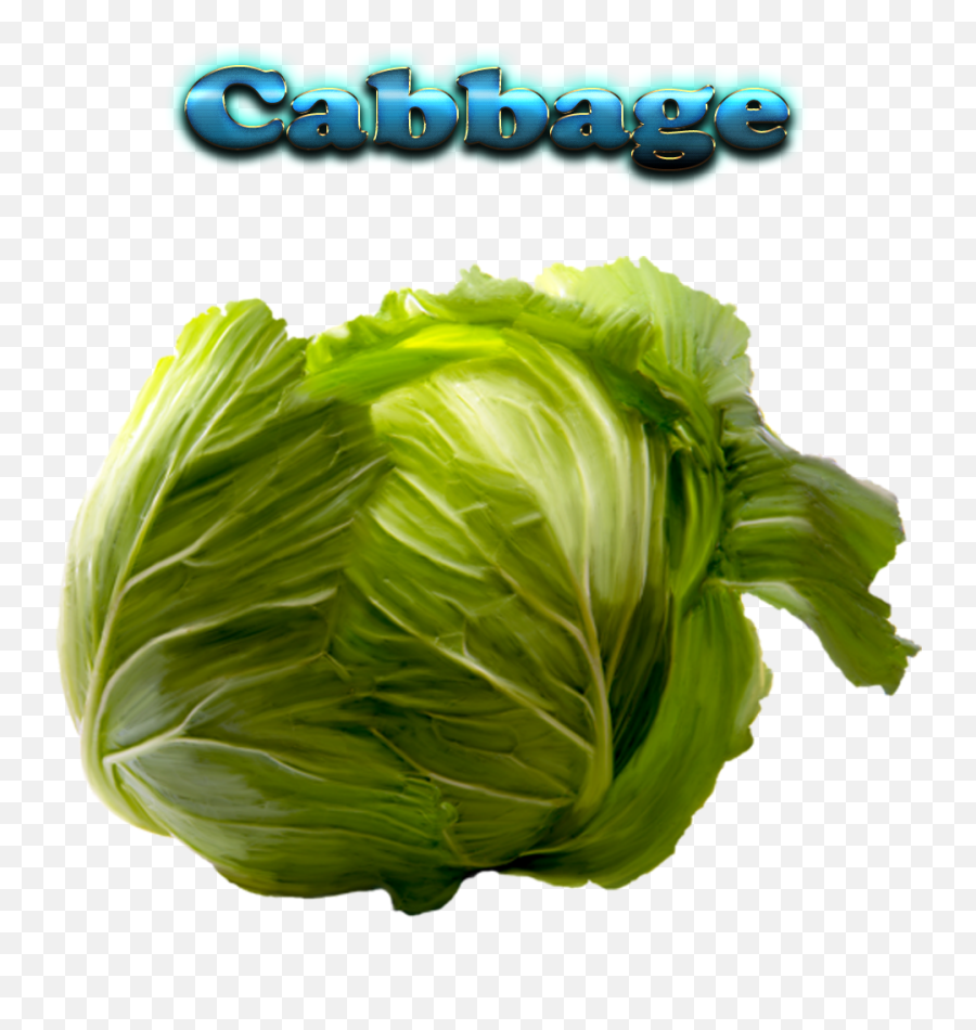Download Hd Cabbage Free Png - Vegetables Name Image Download,Cabbage Png