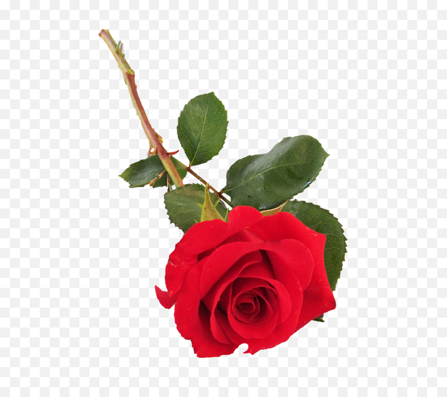 Red Rose Petals Png - Single Rose Png Transparent Single Stem Red Rose,Red Rose Png