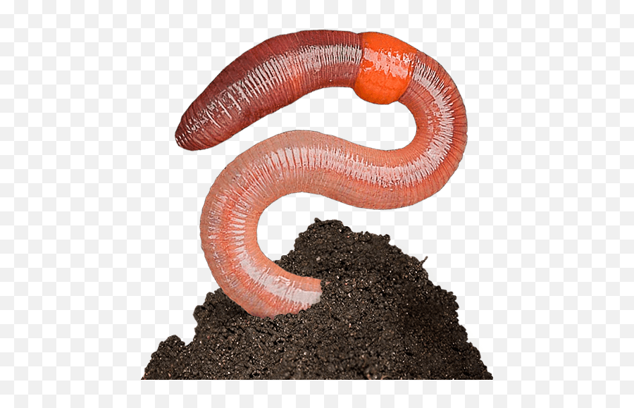 Earthworm Worm Png - Earthworm Png,Worm Png