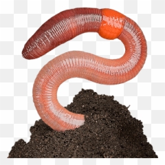 Earthworm Worm Png - Earthworm Png,Worm Png