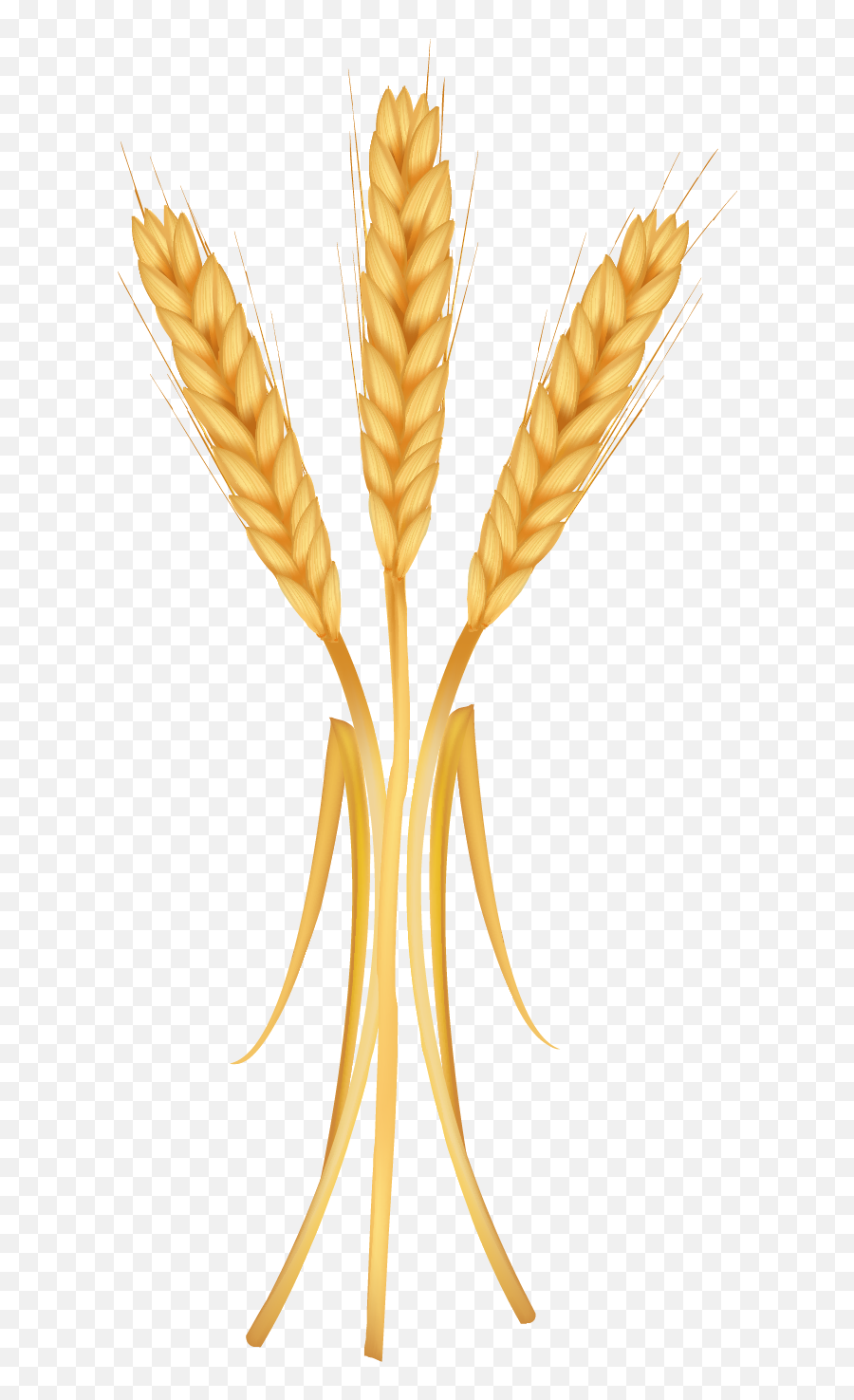 Free Png Wheat - Konfest,Wheat Transparent Background