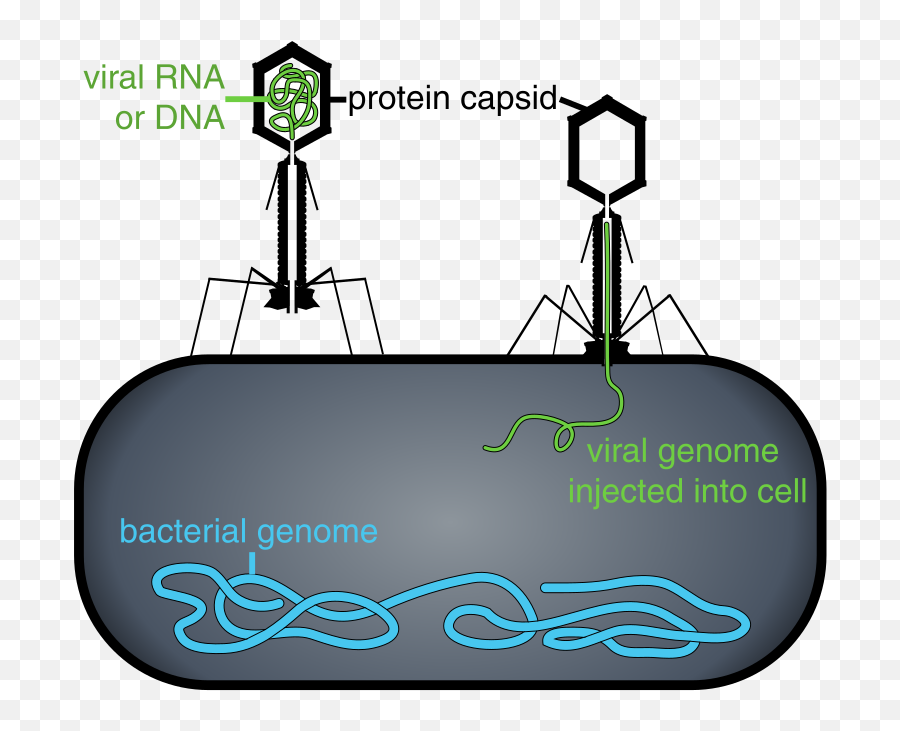 Bacteriophages An Alternative To Antibiotics - Gene Therapy Is Important Png,Bacteria Transparent Background