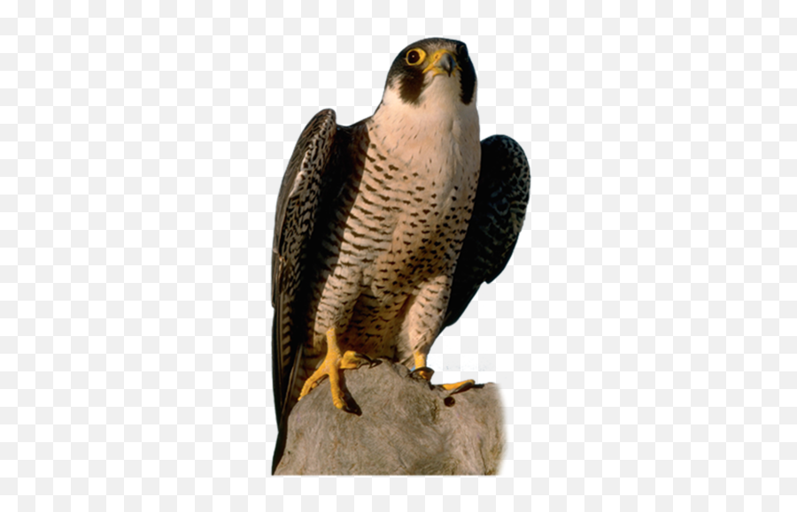 Falcon High Quality Png - Peregrine Falcon Transparent Background,Falcon Png